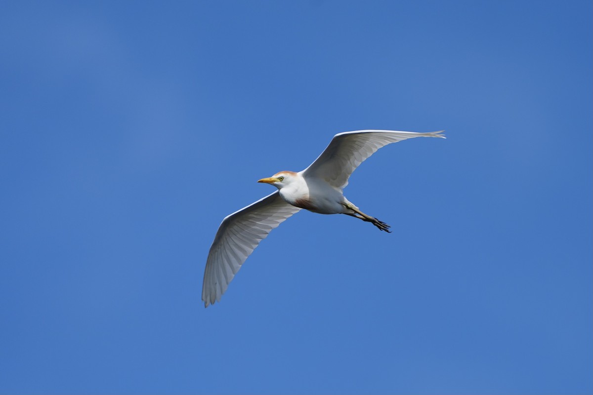 Western Cattle Egret - ML620679909