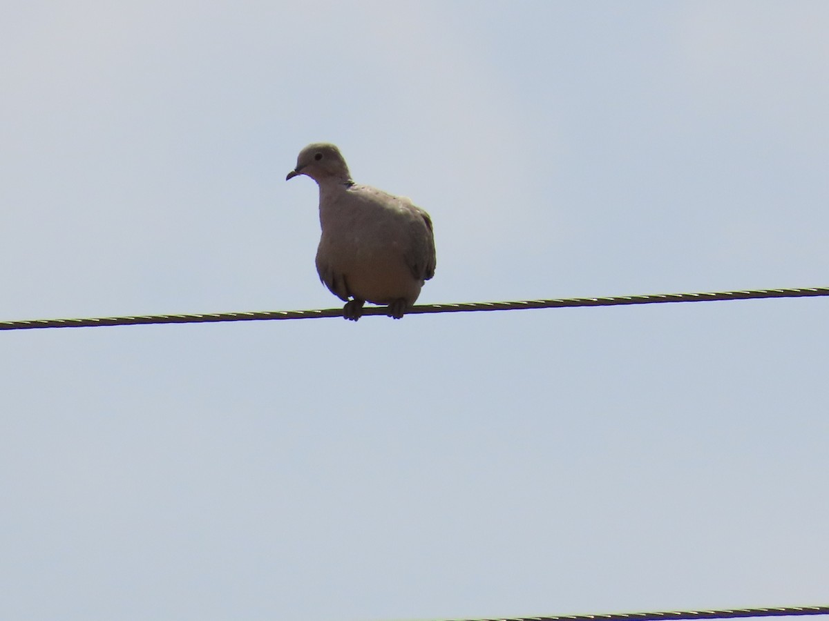 Red Collared-Dove - ML620679911