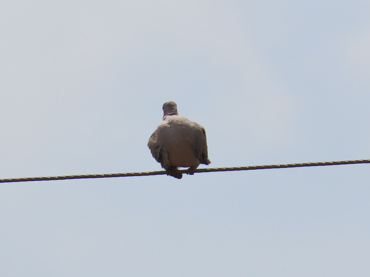 Red Collared-Dove - ML620679912