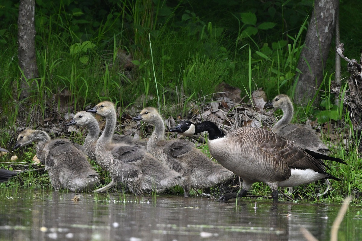 Canada Goose (moffitti/maxima) - ML620679913