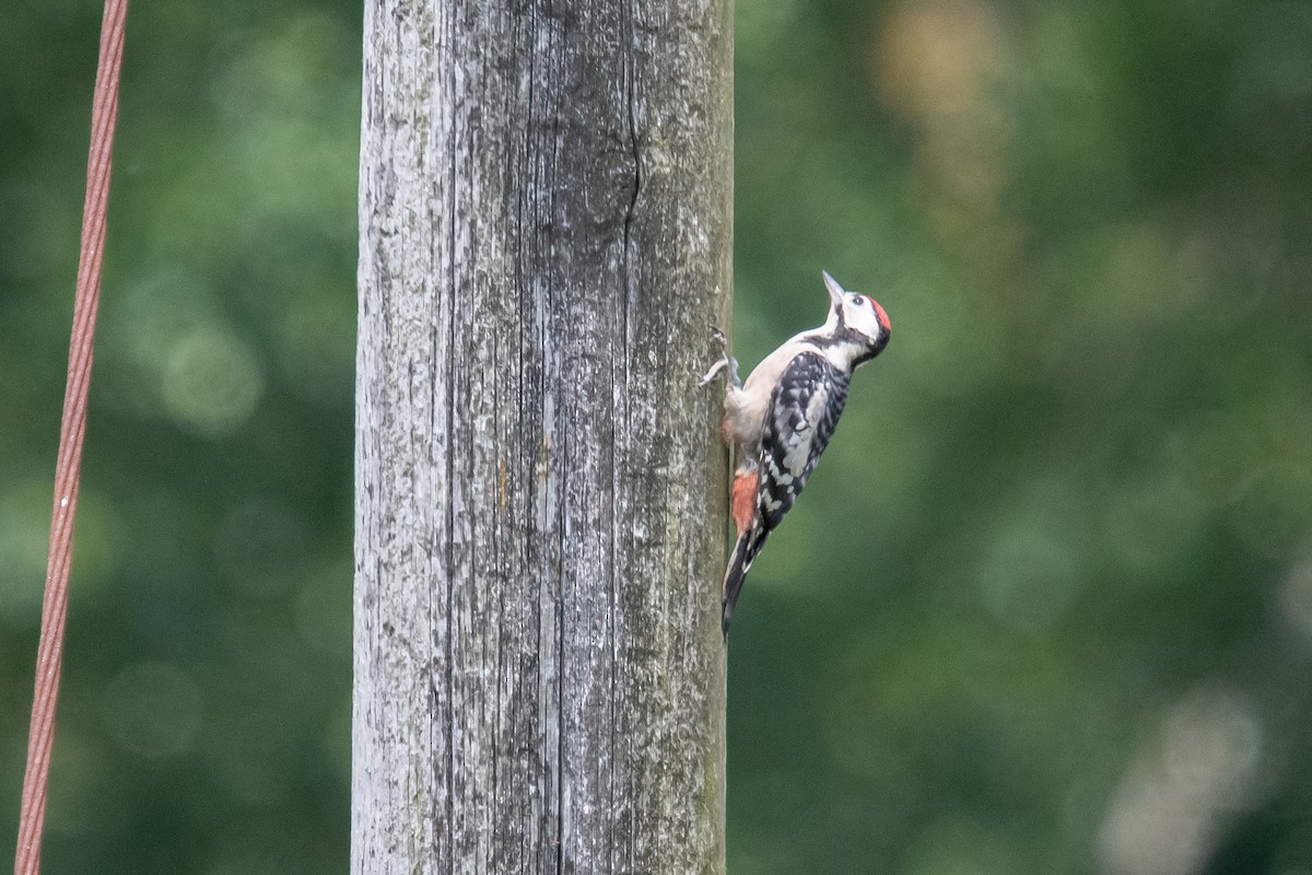 Great Spotted Woodpecker - ML620679915