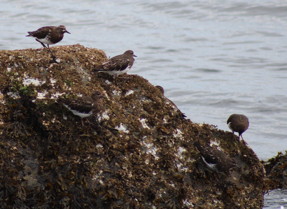 Black Turnstone - ML620679920