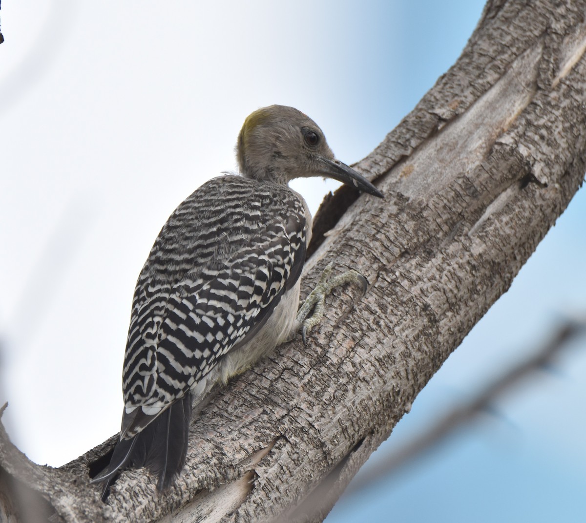 Golden-fronted Woodpecker - ML620679921