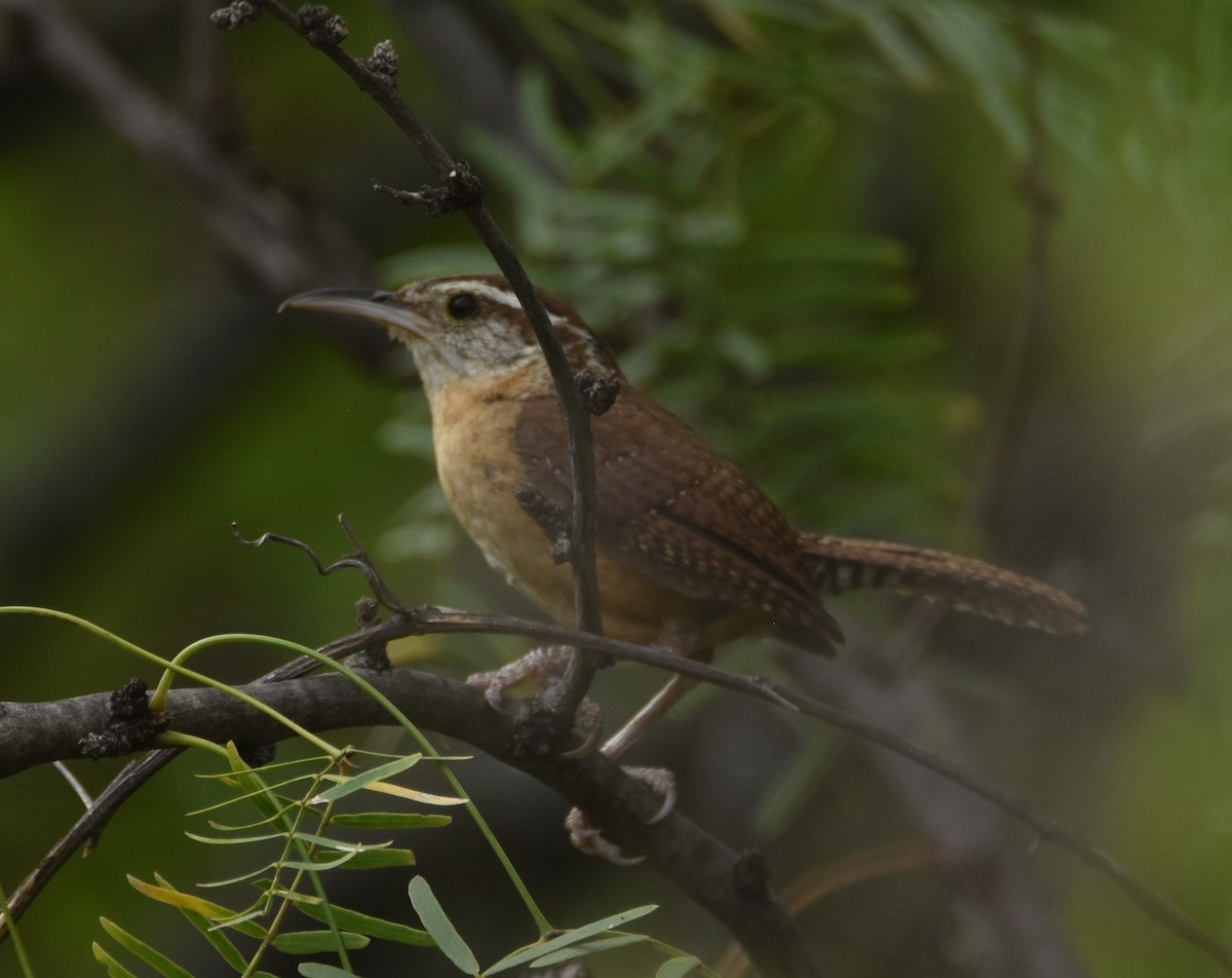 Carolina Wren - ML620679928