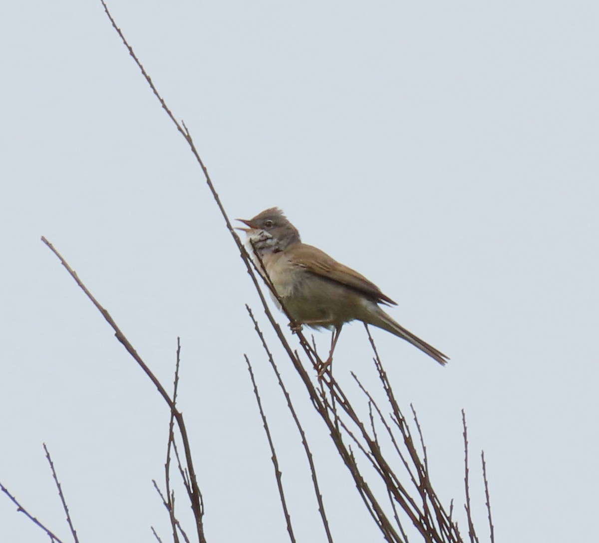 Greater Whitethroat - ML620679929