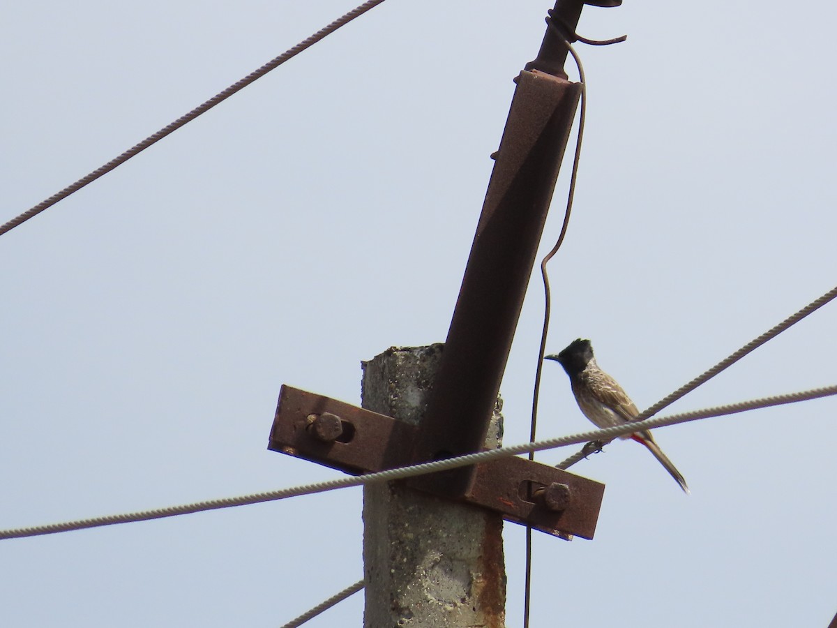 Red-vented Bulbul - ML620679933