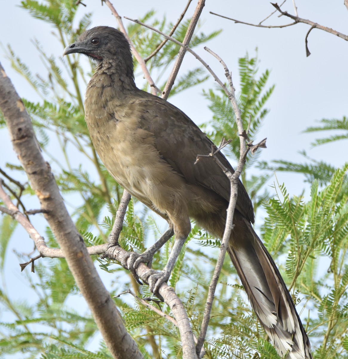 Plain Chachalaca - ML620679934