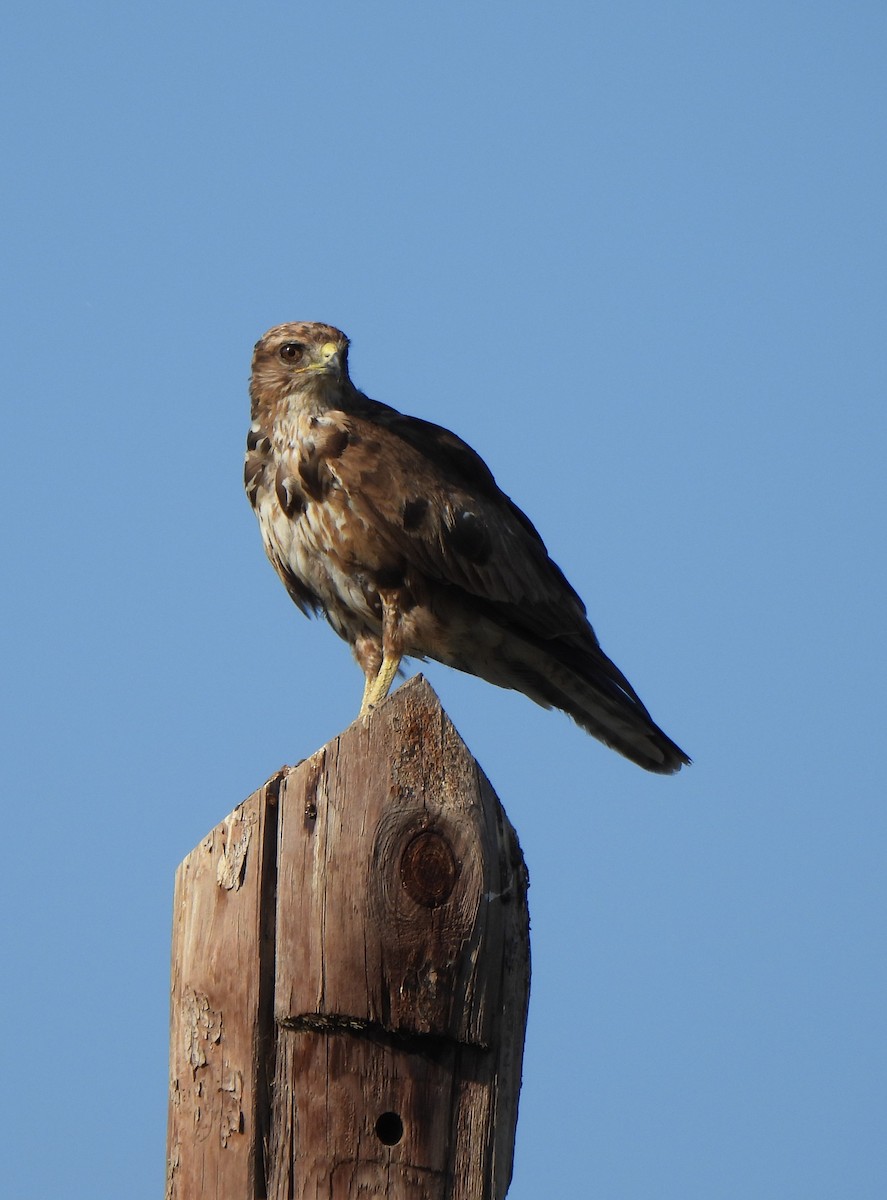 Common Buzzard - ML620679935