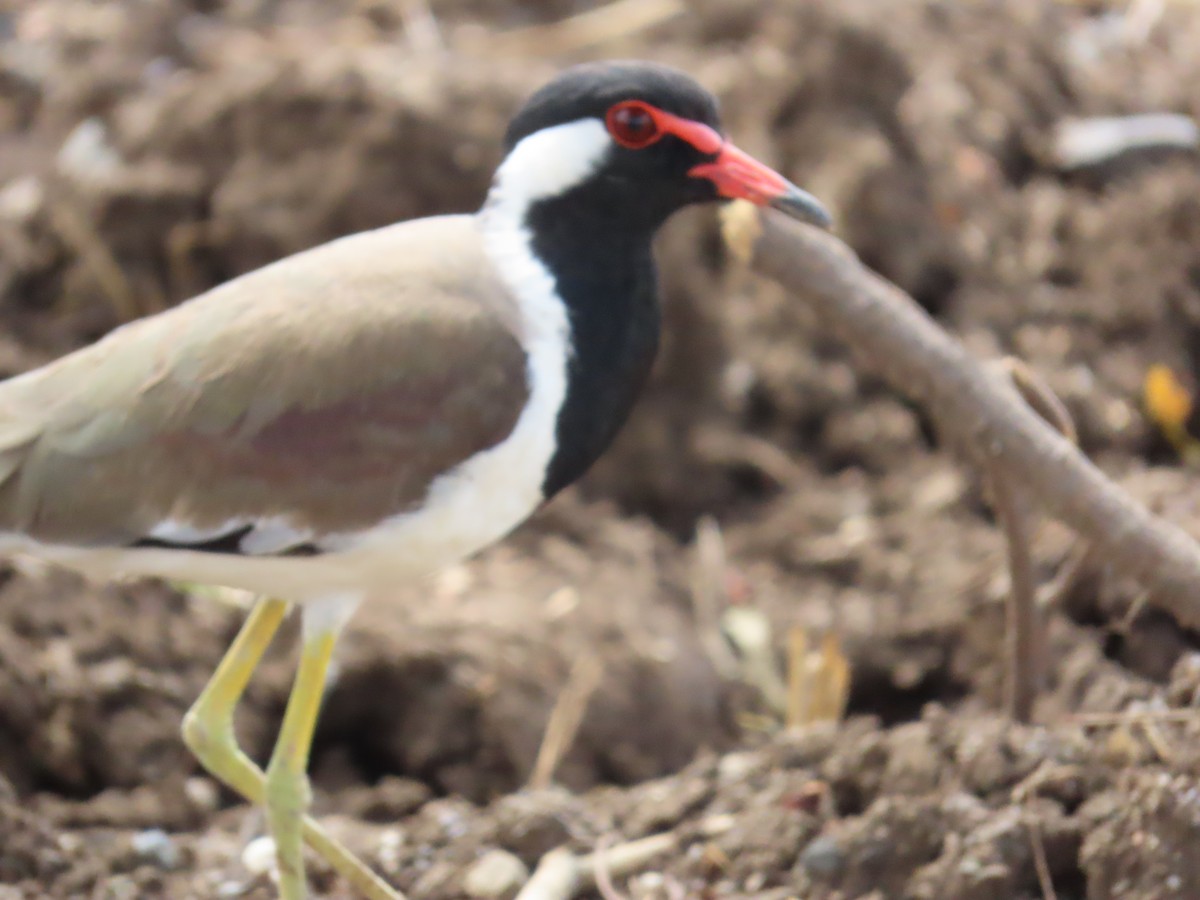 Red-wattled Lapwing - ML620679941