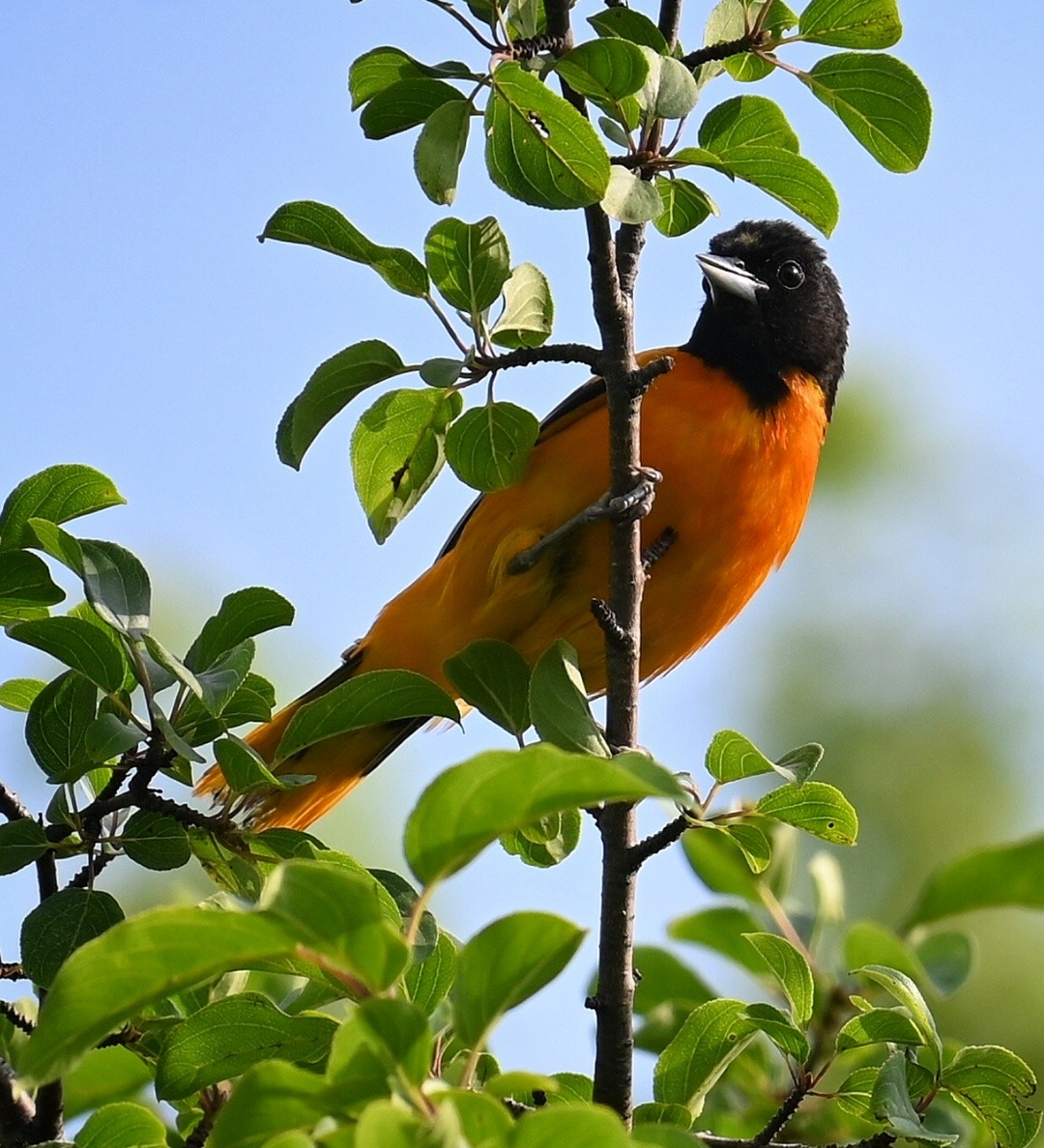 Oriole de Baltimore - ML620679943