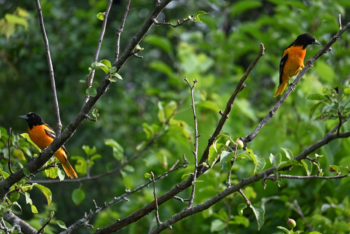 Baltimore Oriole - ML620679945