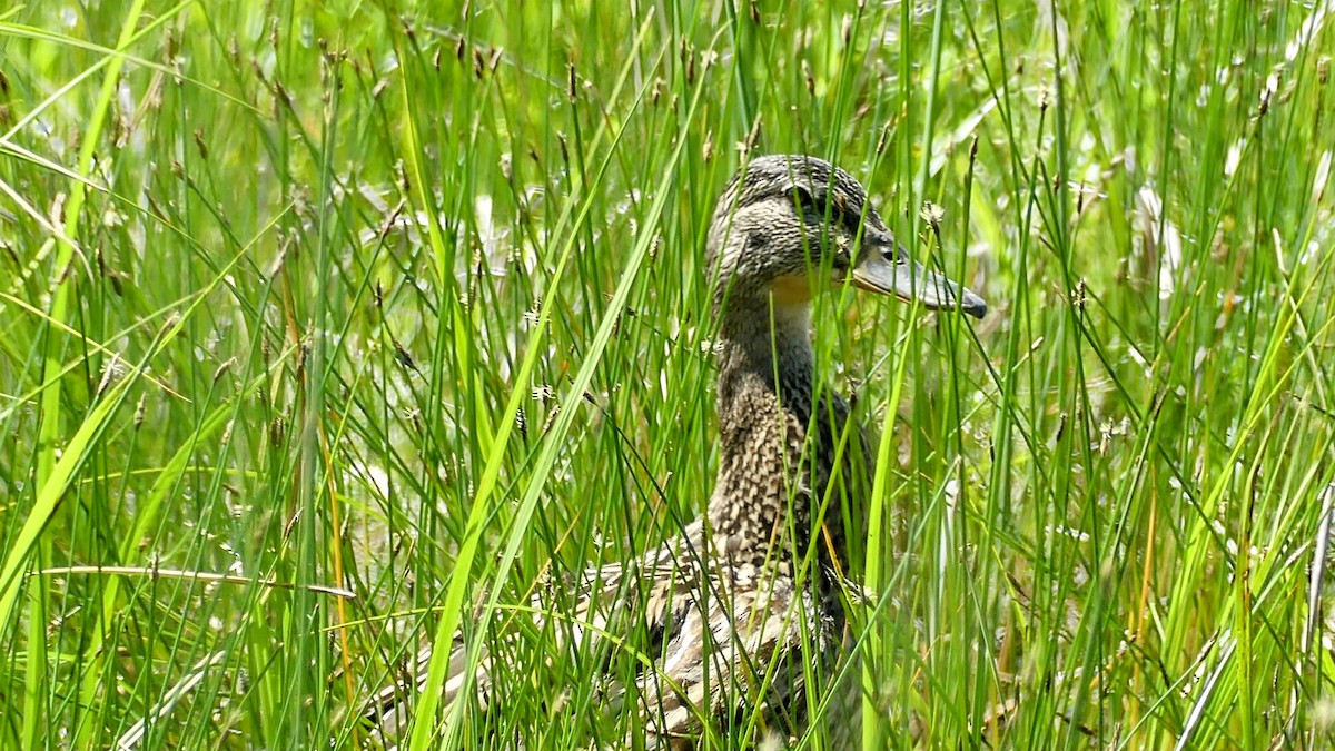 Canard colvert - ML620679946