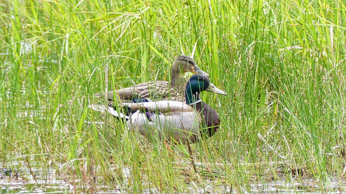 Canard colvert - ML620679947