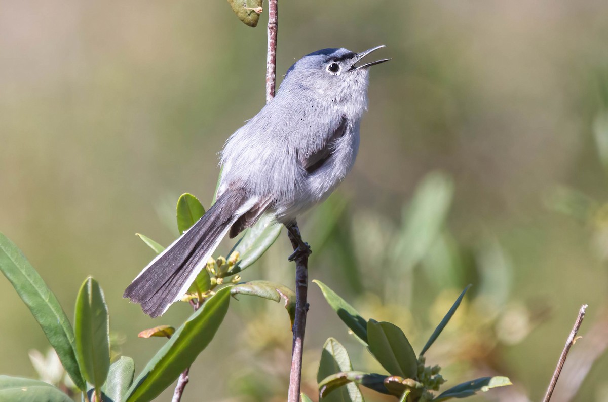 Blue-gray Gnatcatcher - ML620679950