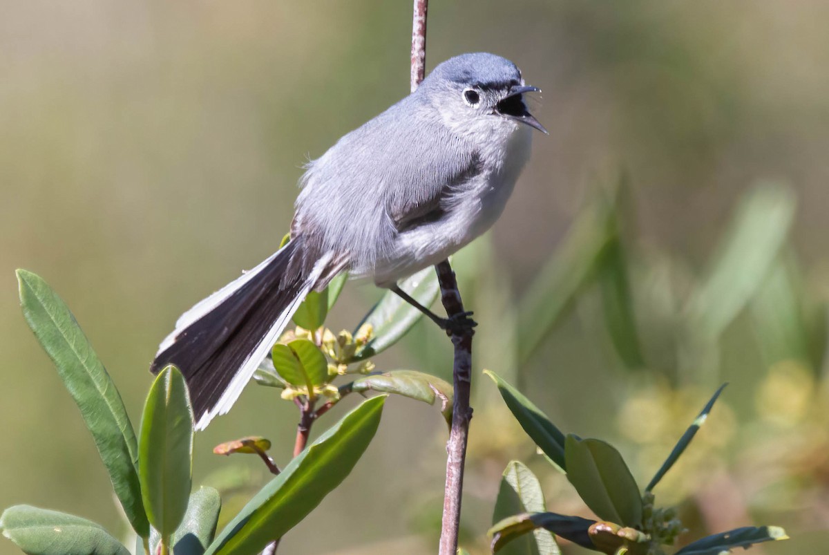 Blue-gray Gnatcatcher - ML620679952