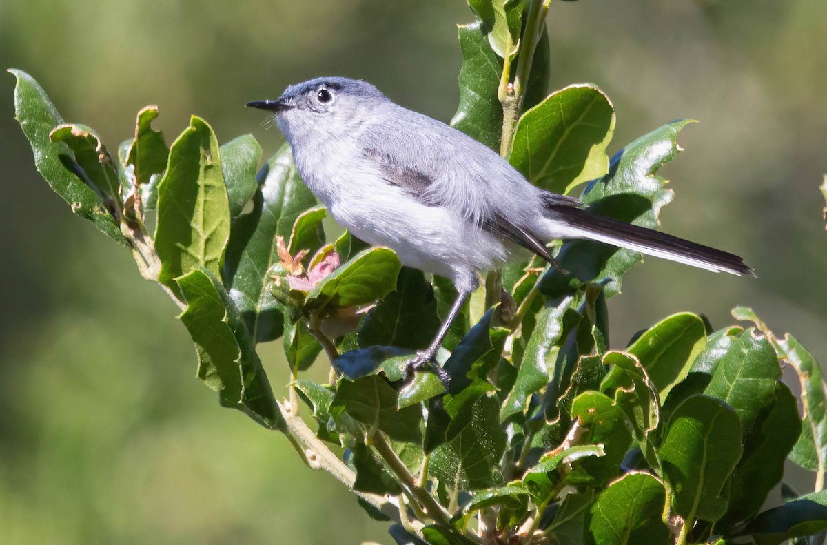 Blue-gray Gnatcatcher - ML620679953