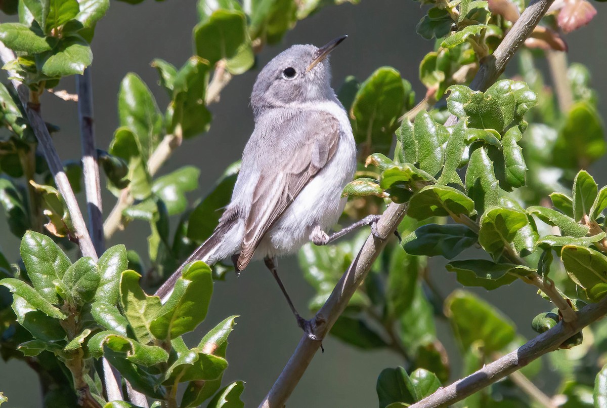 Blue-gray Gnatcatcher - ML620679954