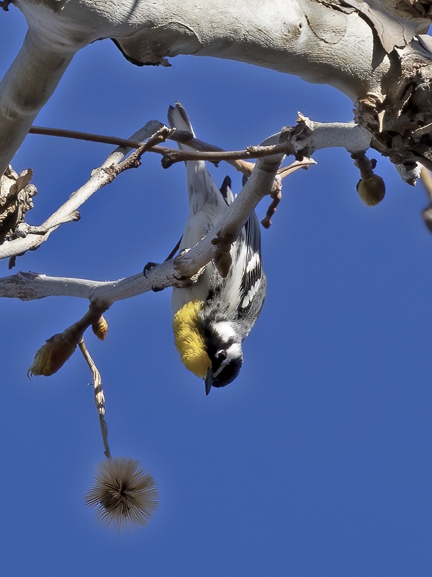 Yellow-throated Warbler - Mary Clausen