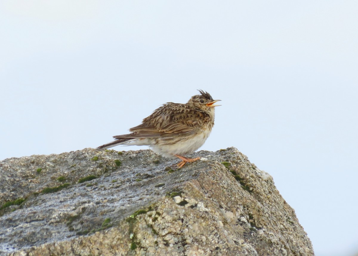 Eurasian Skylark - ML620679961