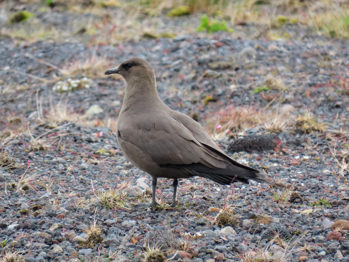 Parasitic Jaeger - ML620679962