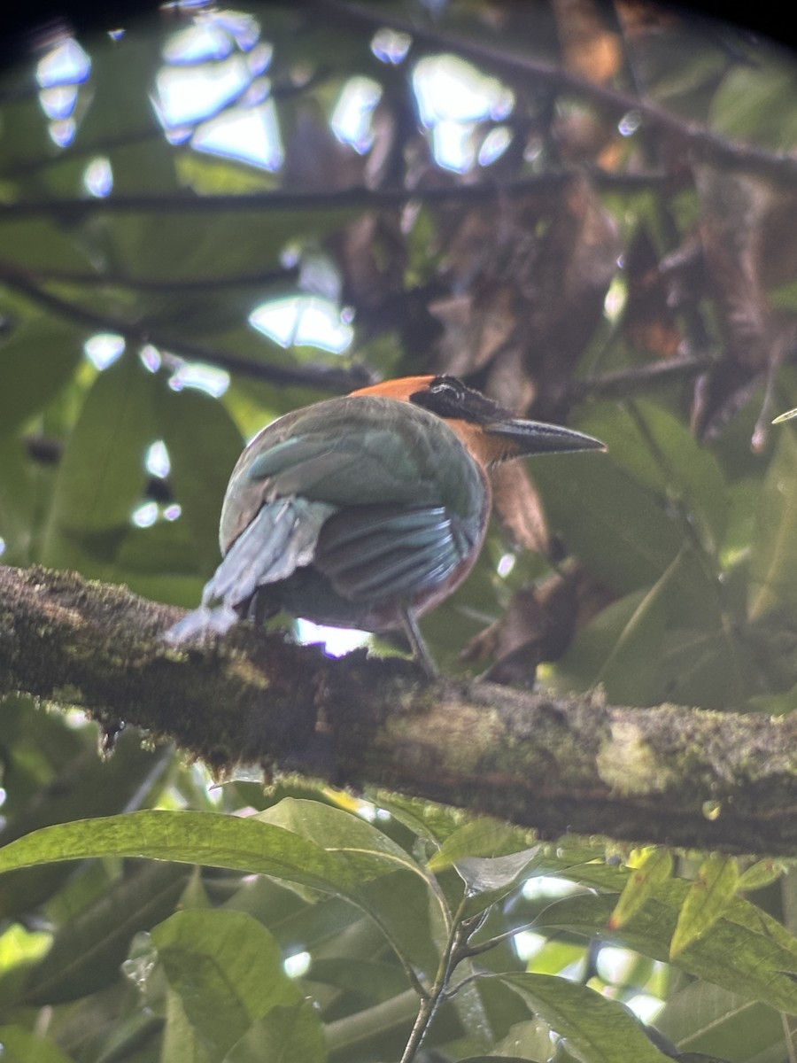 Rufous Motmot - ML620679965