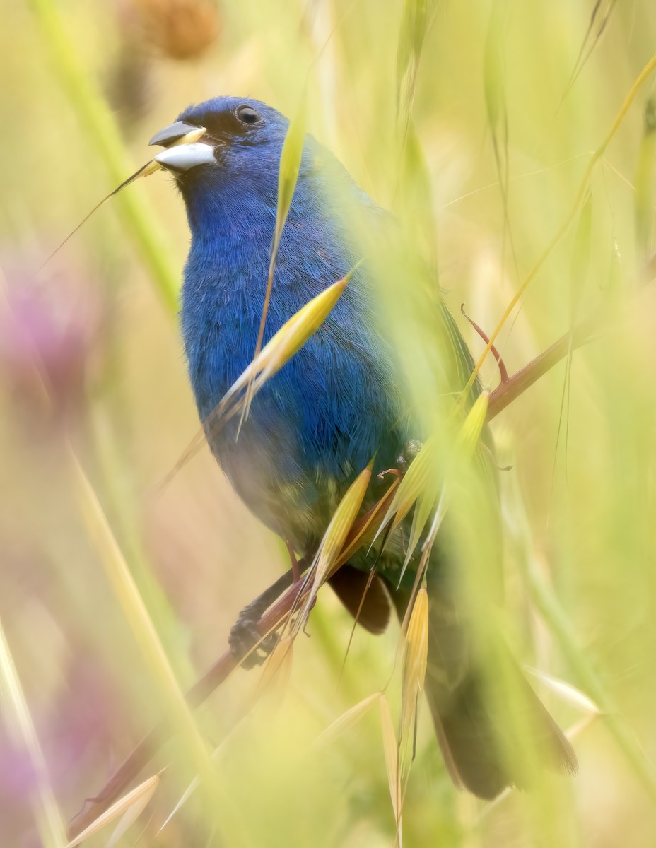 Indigo Bunting - ML620679973