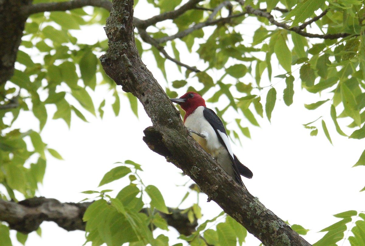 Red-headed Woodpecker - ML620679974