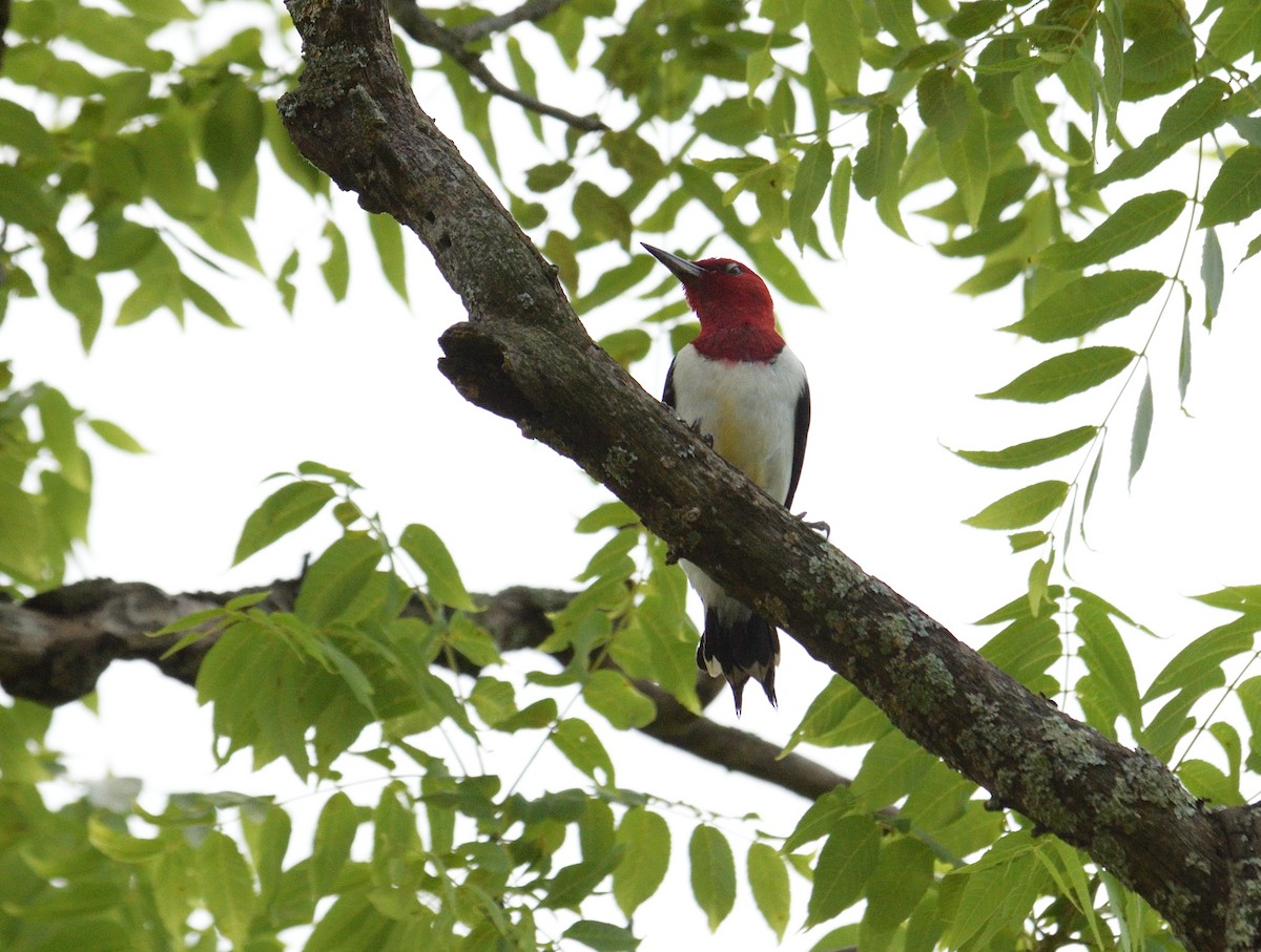 Red-headed Woodpecker - ML620679975