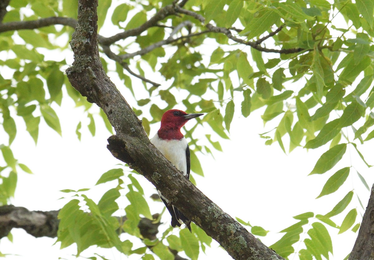 Red-headed Woodpecker - Steve Drake