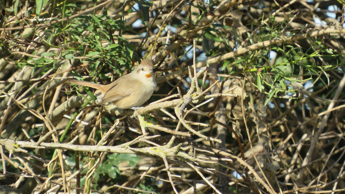 Short-billed Canastero - ML620679977