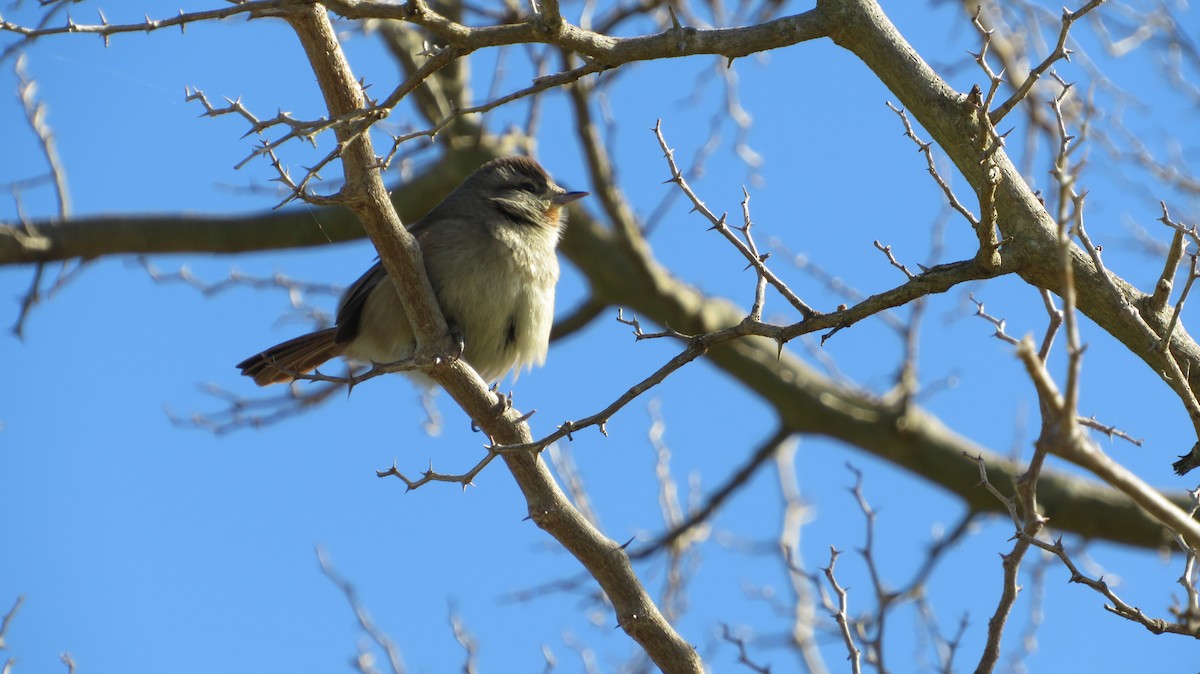 Short-billed Canastero - ML620679978