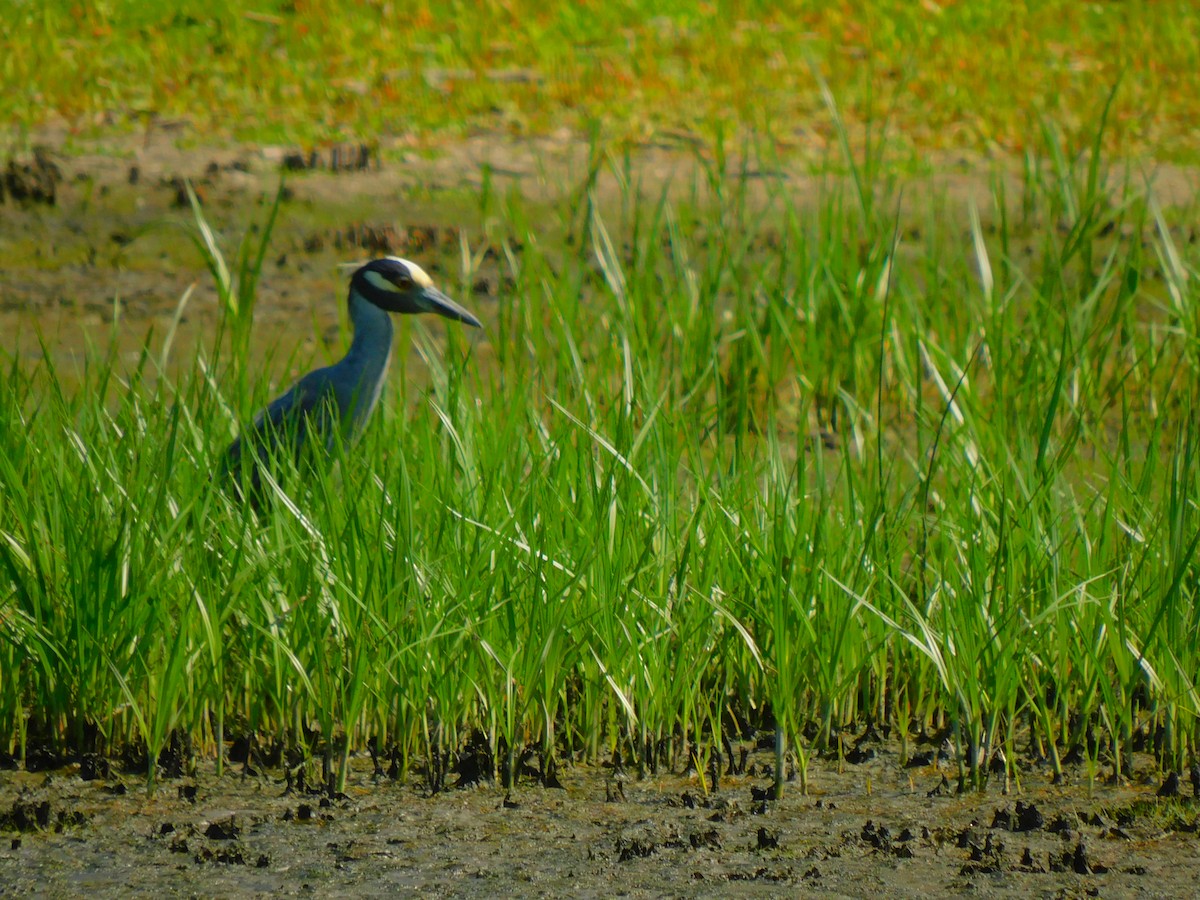 Yellow-crowned Night Heron - ML620679980