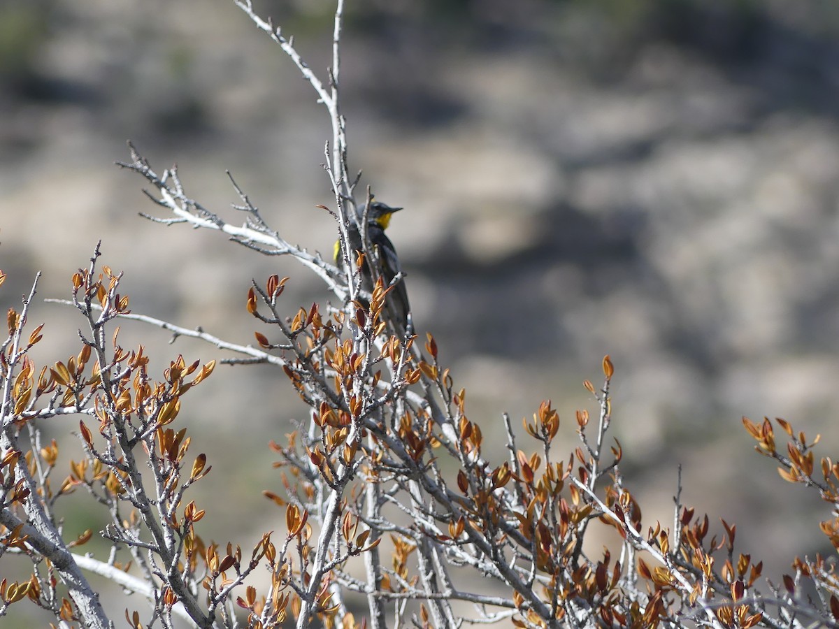 Yellow-rumped Warbler - ML620679981