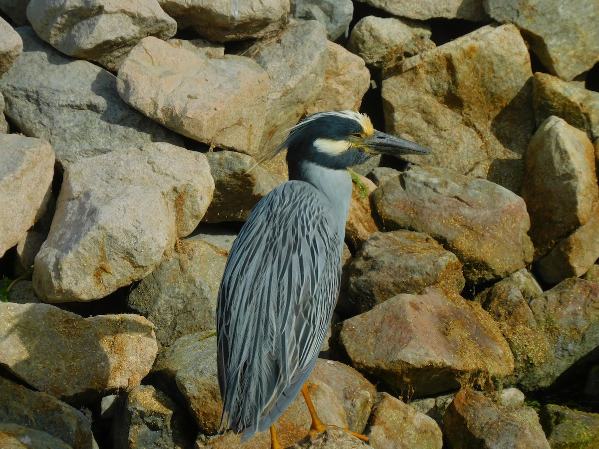 Yellow-crowned Night Heron - ML620679982