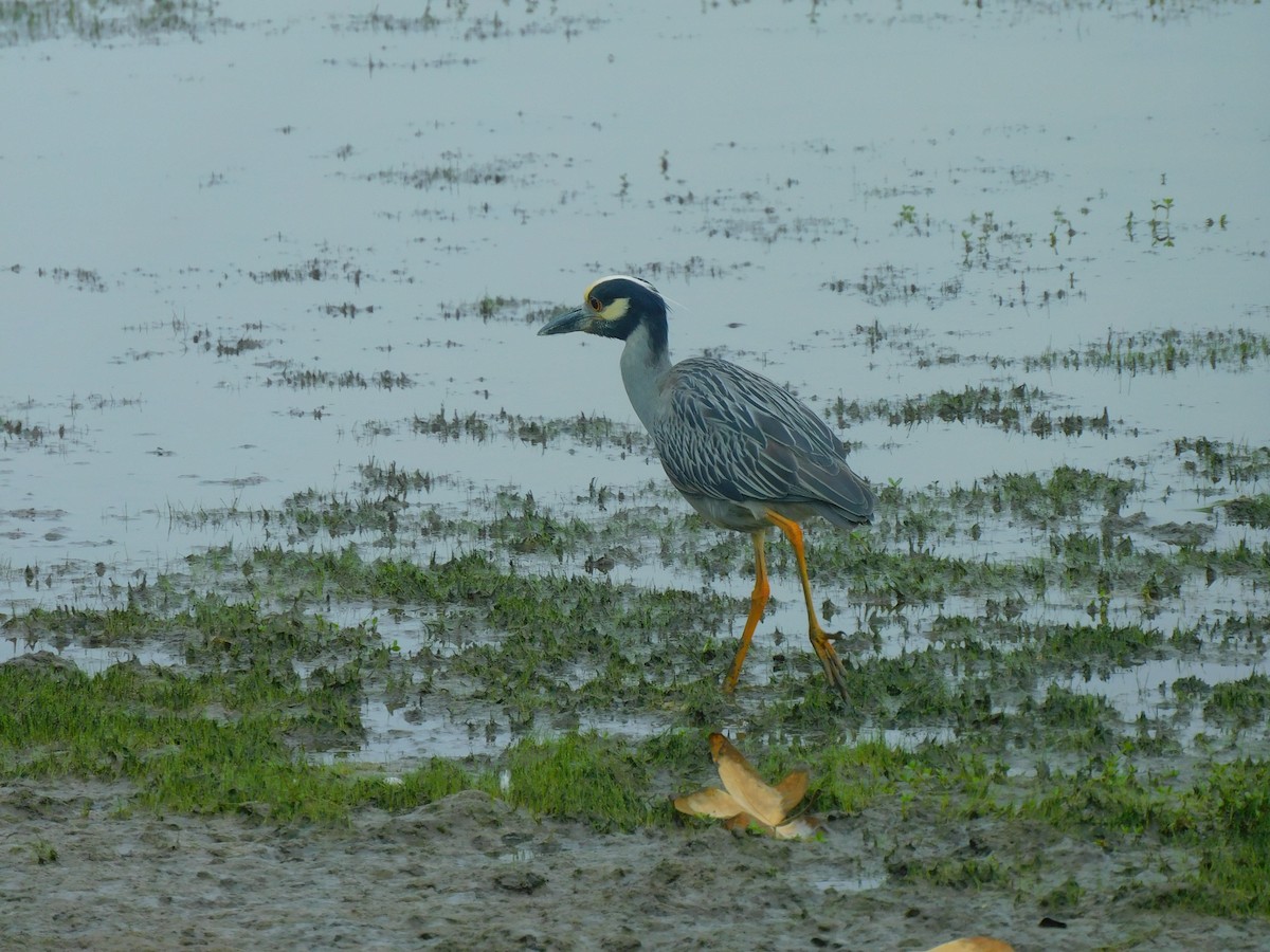 Yellow-crowned Night Heron - ML620679983