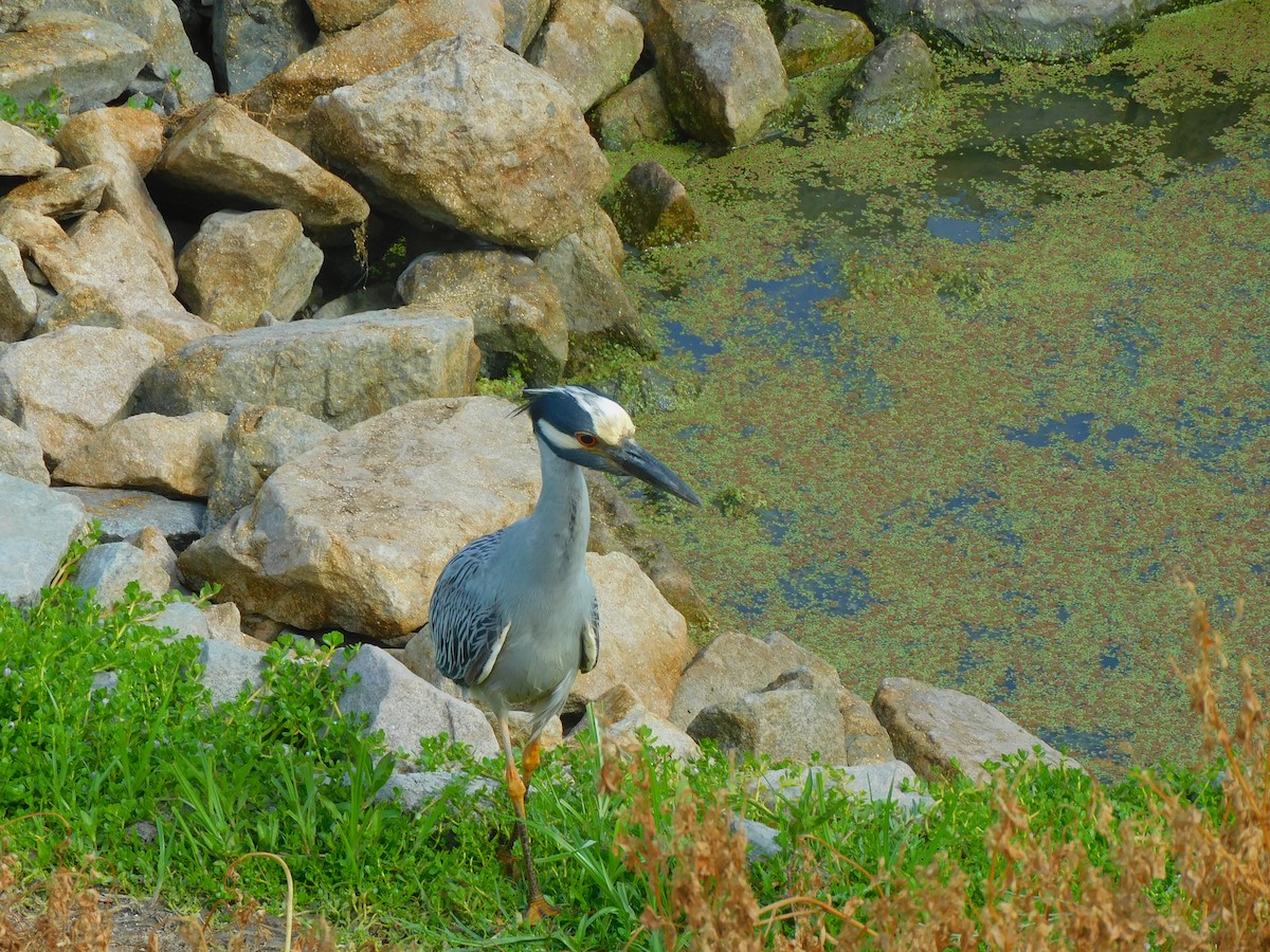 Yellow-crowned Night Heron - ML620679984