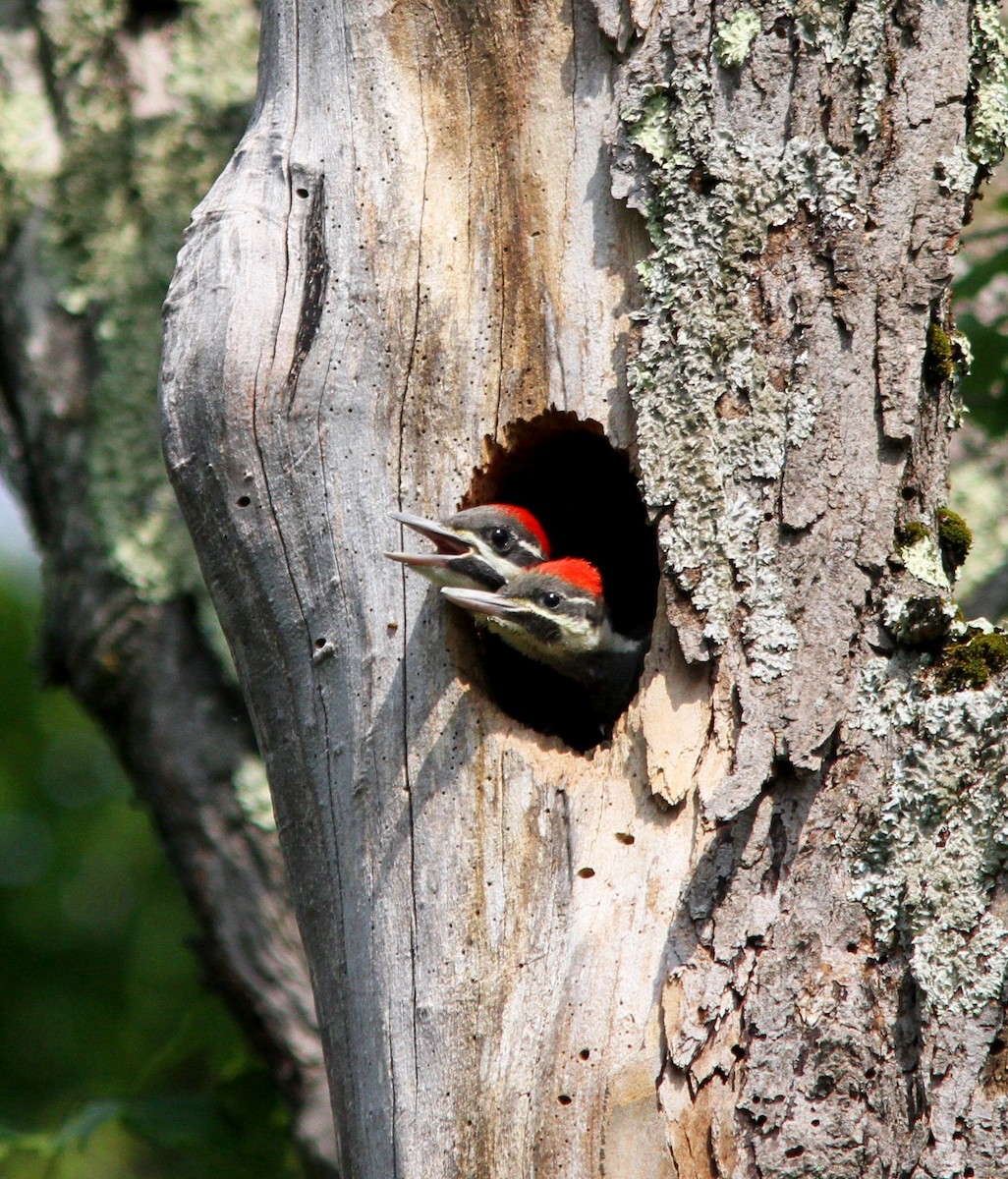 Pileated Woodpecker - ML620679987