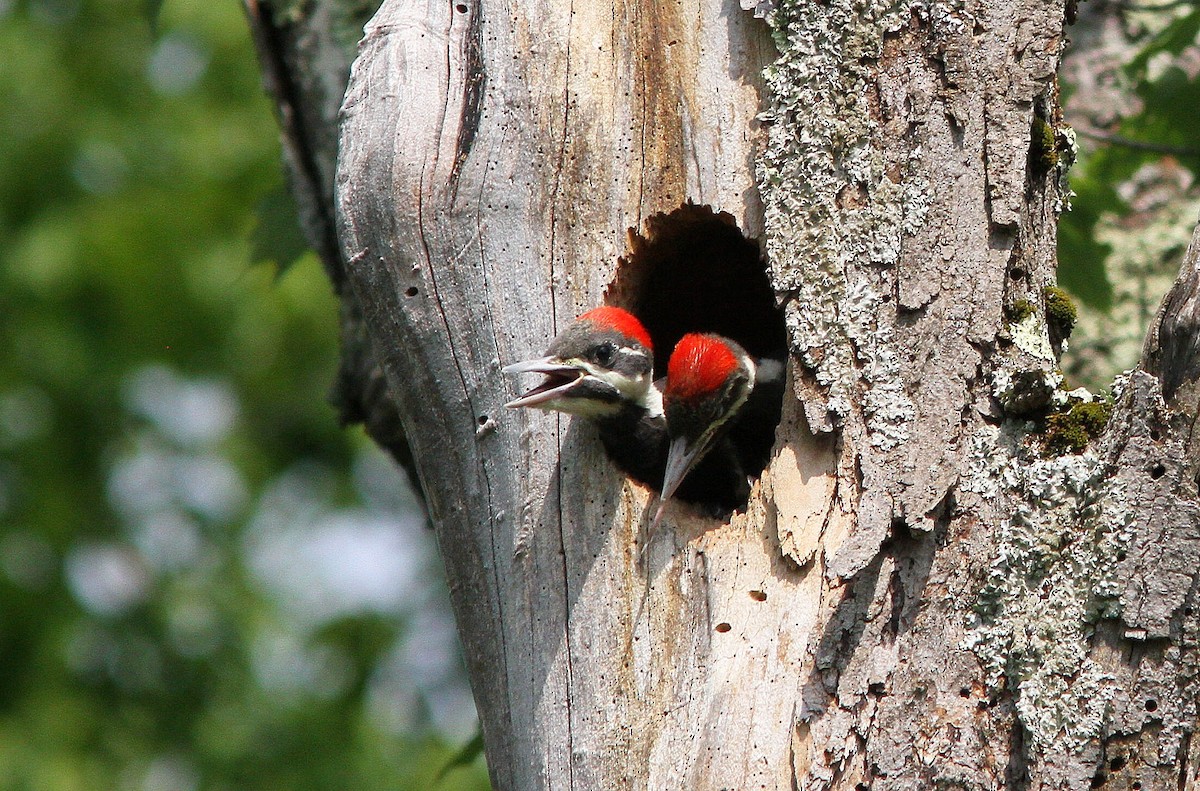 Pileated Woodpecker - Silas Wareham