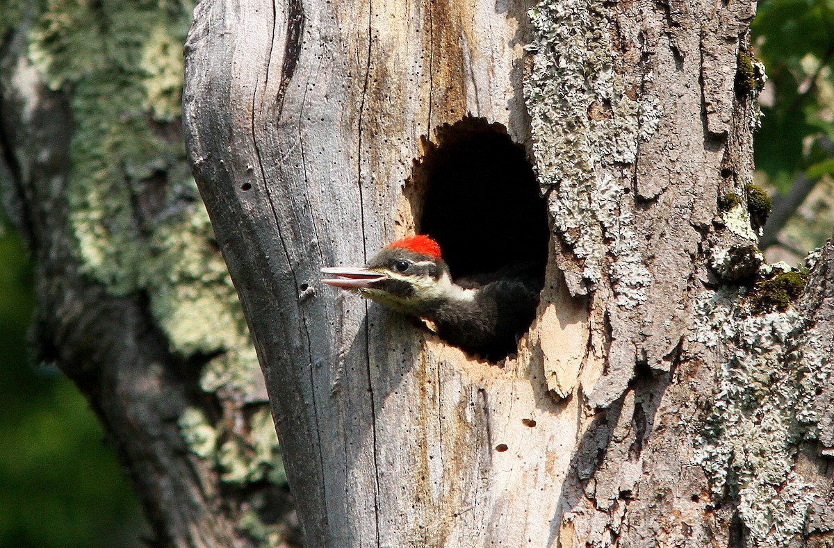 Pileated Woodpecker - ML620679991