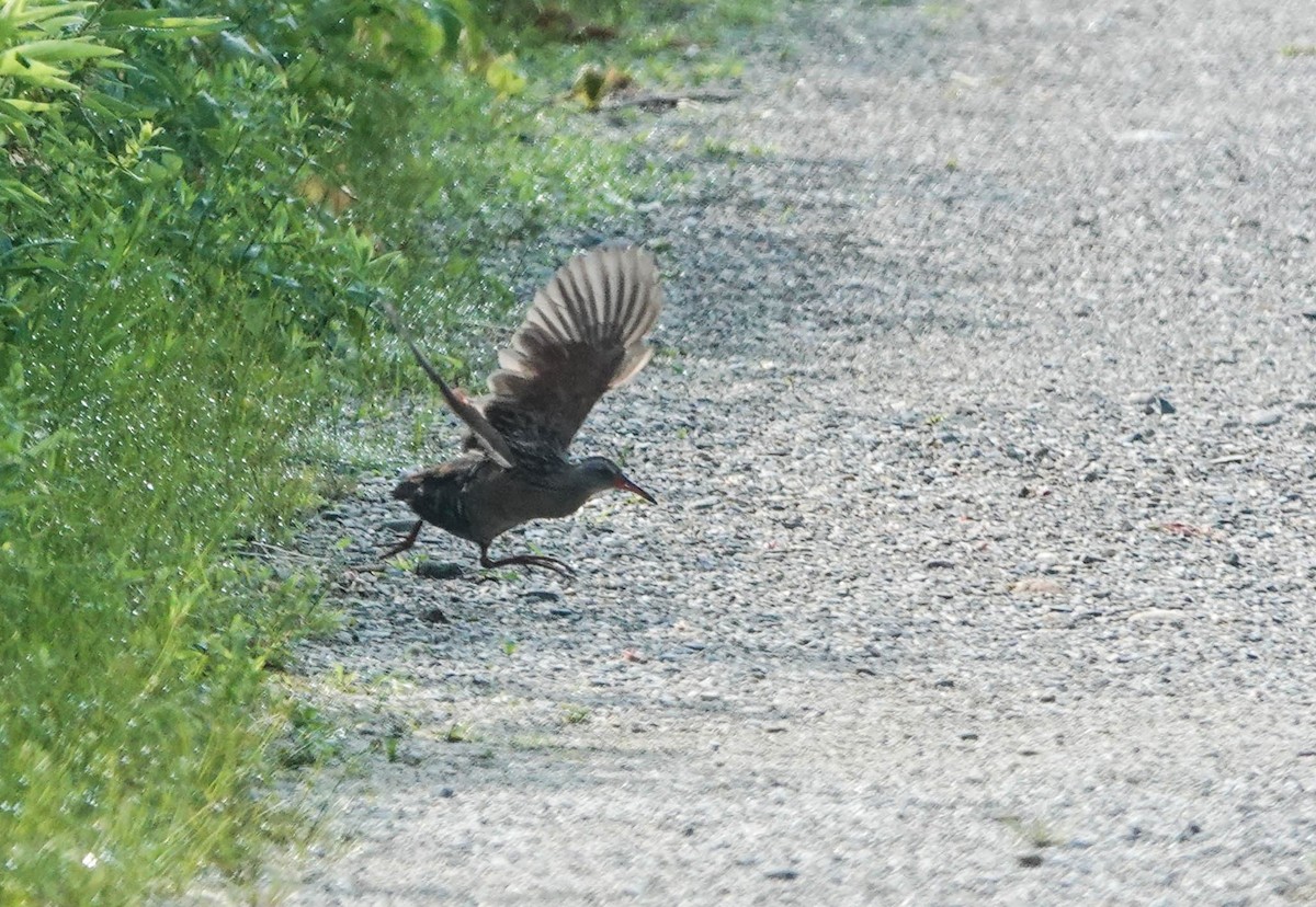 Virginia Rail - ML620679995