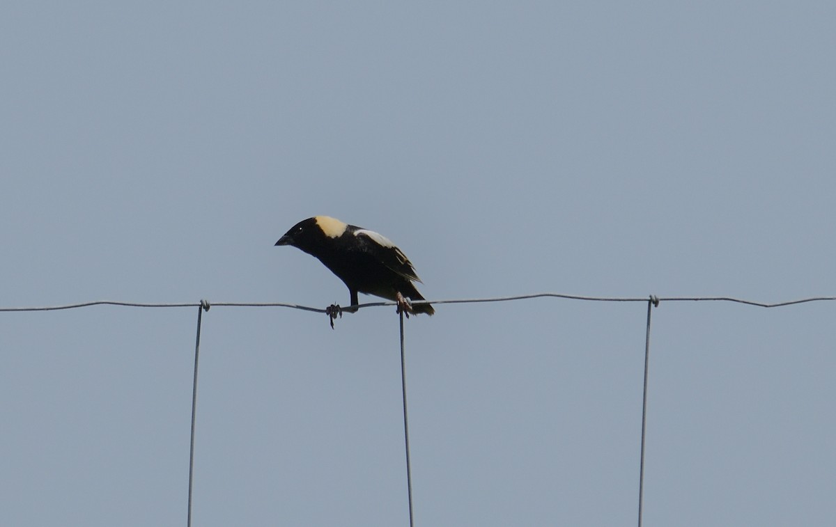 Bobolink - ML620679996