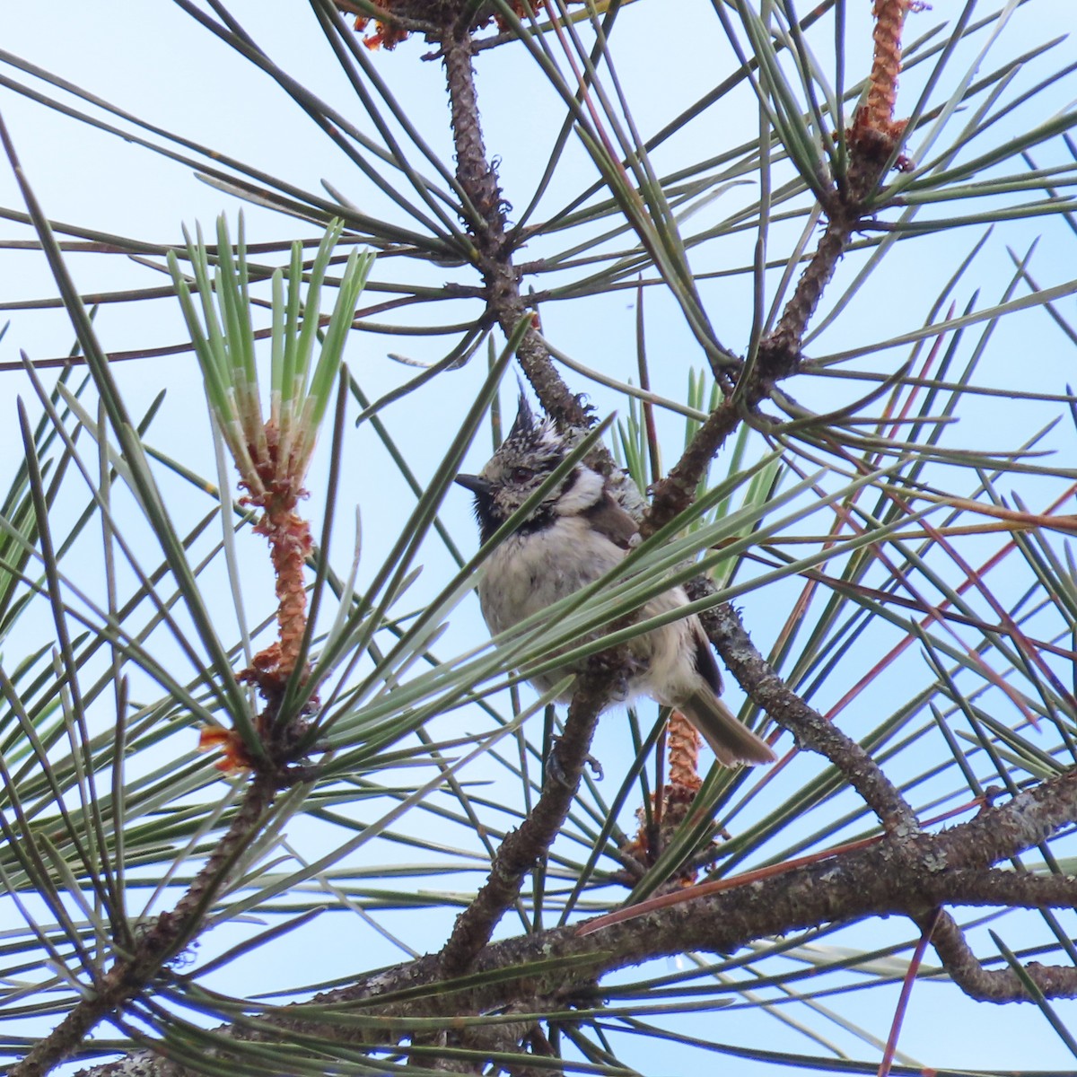 Crested Tit - ML620679998