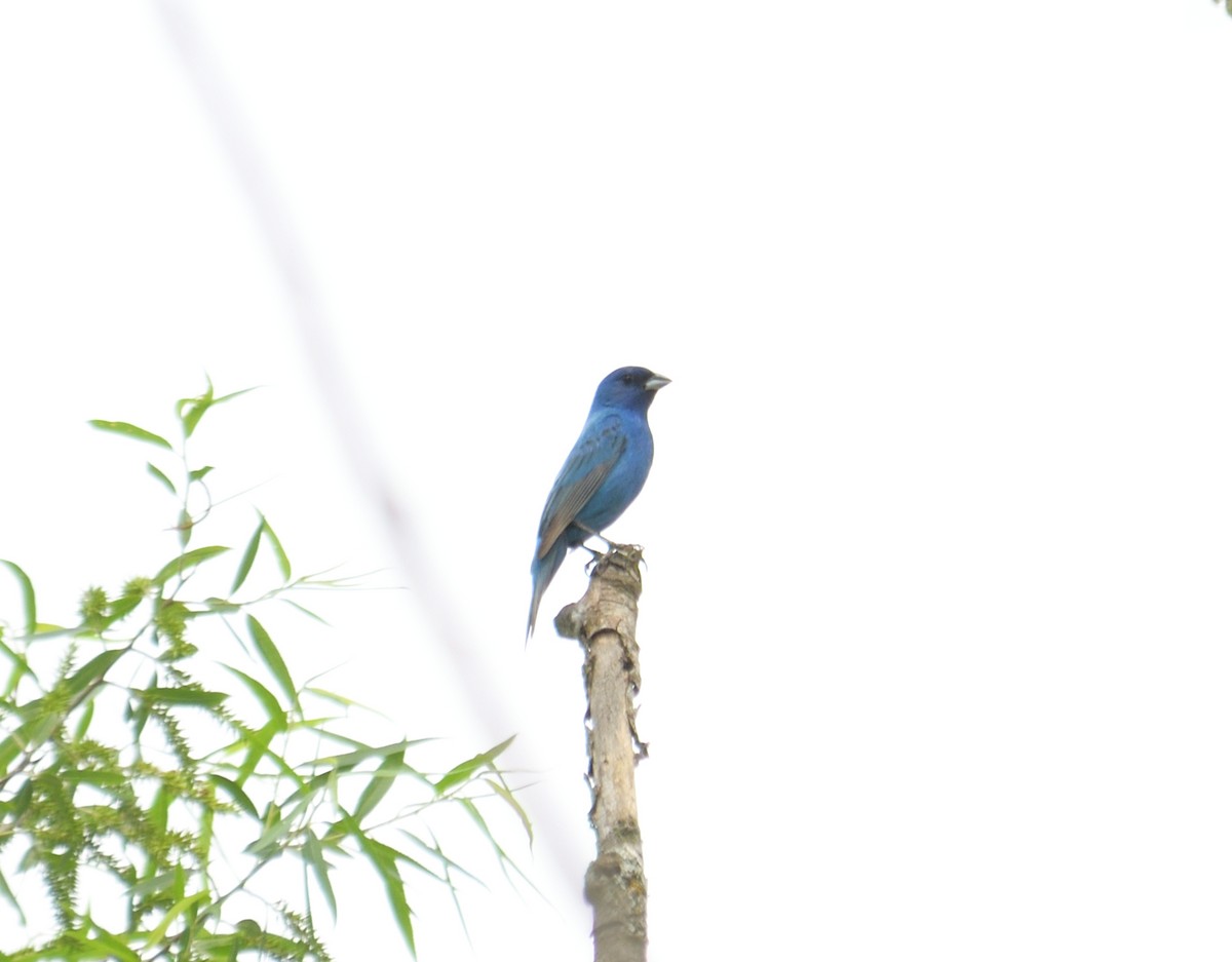 Indigo Bunting - ML620680002