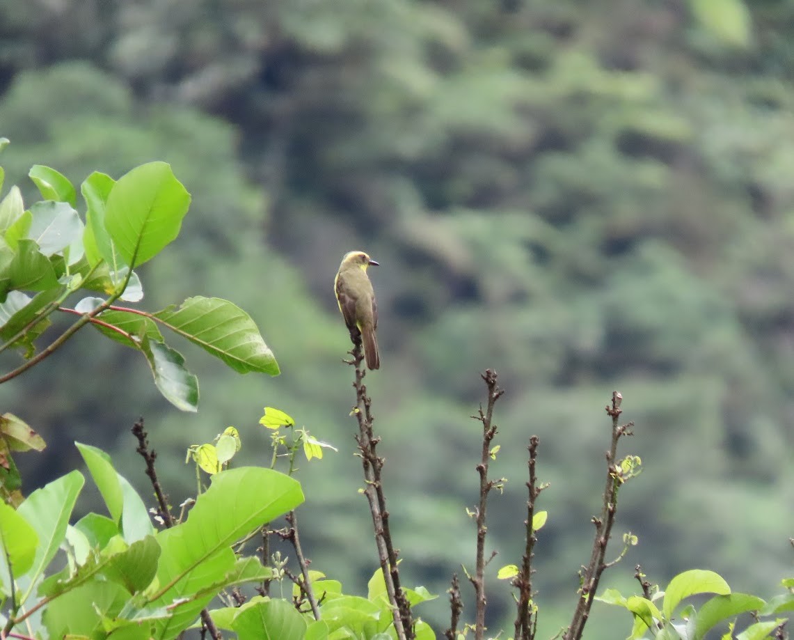 Lemon-browed Flycatcher - ML620680009