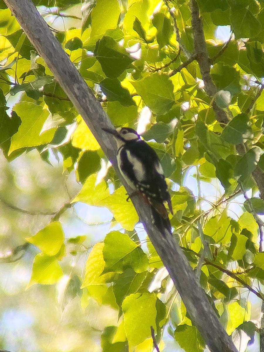 Great Spotted Woodpecker - ML620680013