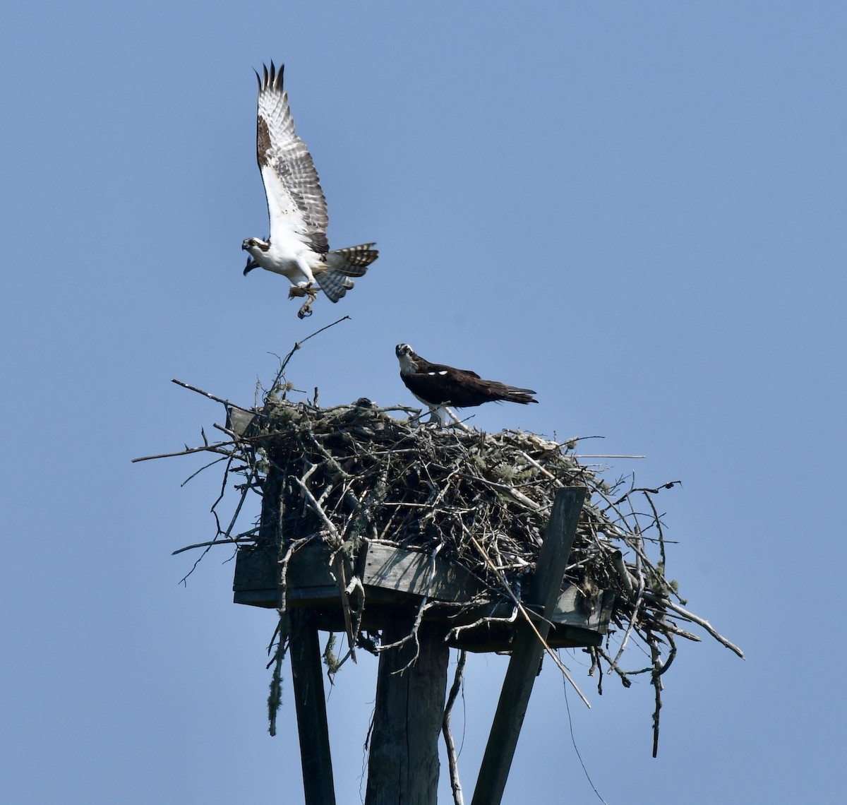 Osprey - Sue Palmer