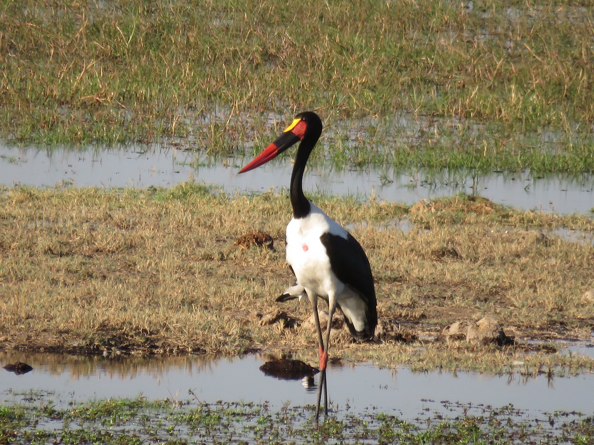 Saddle-billed Stork - Mark Vaughan