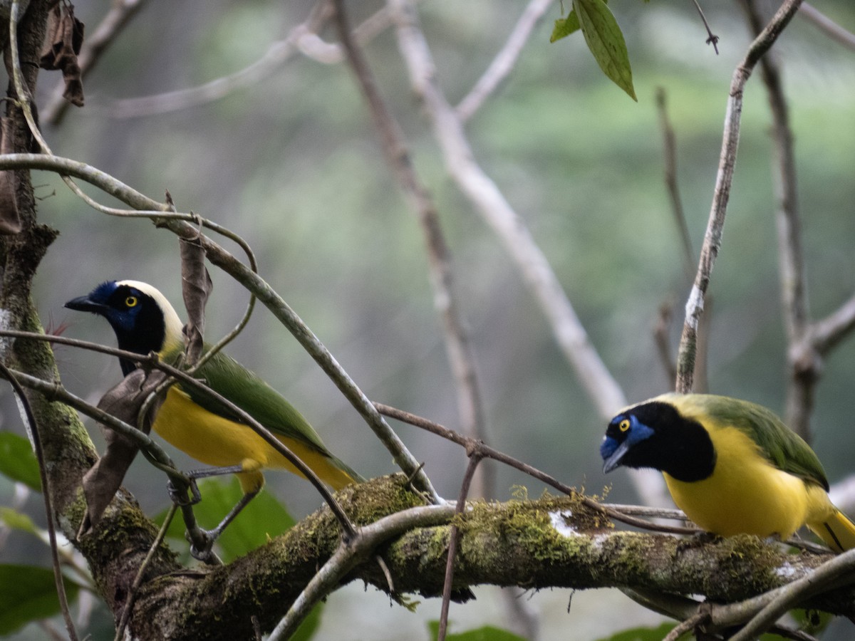 Green Jay - ML620680020