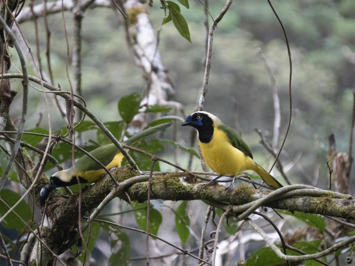 Green Jay - ML620680021