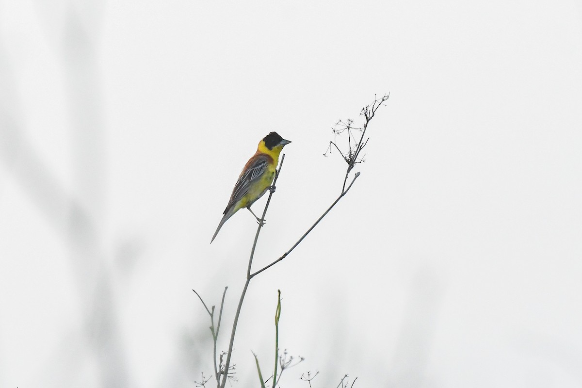 Black-headed Bunting - ML620680030